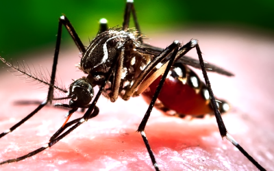 OMS alerta sobre posible transmisión sexual del virus del Zika
